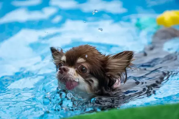 暑い夏もひんやり気分で乗り切ろう！動物専門SNS『Tier』で「うちの子水遊び大好き選手権」開催！