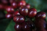 「「良いコーヒーは、すべての人に幸せをもたらす」。タリーズコーヒーとバウ農園が、至福の一杯を作り上げるまで。」の画像12