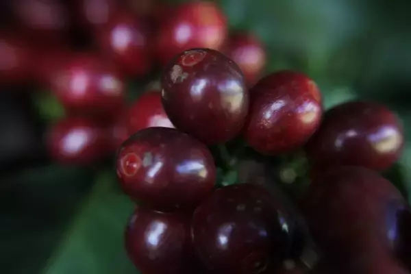 「「良いコーヒーは、すべての人に幸せをもたらす」。タリーズコーヒーとバウ農園が、至福の一杯を作り上げるまで。」の画像