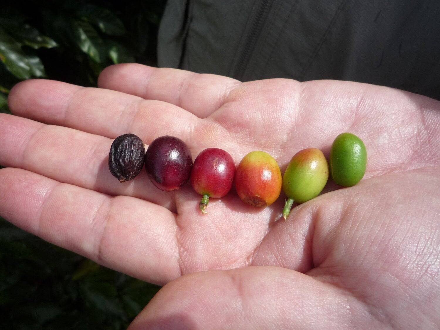 「良いコーヒーは、すべての人に幸せをもたらす」。タリーズコーヒーとバウ農園が、至福の一杯を作り上げるまで。
