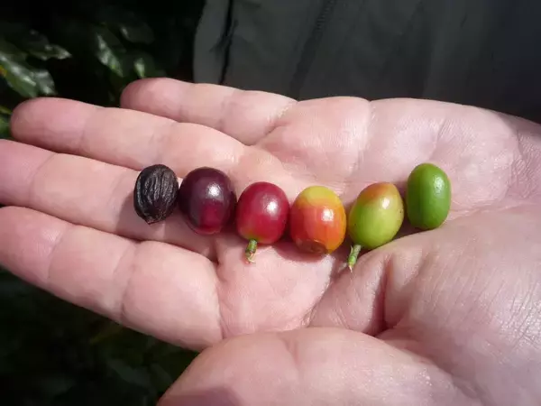 「「良いコーヒーは、すべての人に幸せをもたらす」。タリーズコーヒーとバウ農園が、至福の一杯を作り上げるまで。」の画像