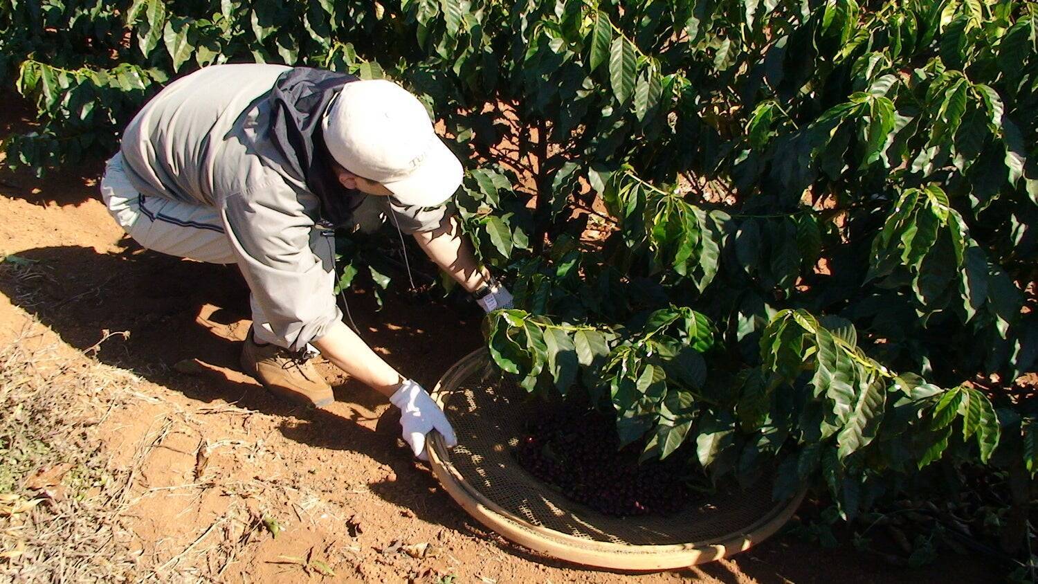 「良いコーヒーは、すべての人に幸せをもたらす」。タリーズコーヒーとバウ農園が、至福の一杯を作り上げるまで。