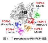 「珪藻光化学系Iフコキサンチンクロロフィル結合タンパク質超複合体の立体構造解析を基盤とするタンパク質間相互作用の解明」の画像1