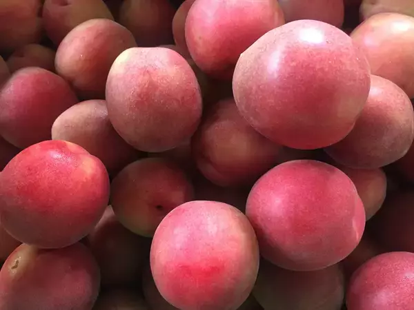 「なぜレモンサワーが“紅色”なのか？希少品種「露茜」と中野BCの技が叶えた「禁断のレモンサワー」誕生の裏側」の画像