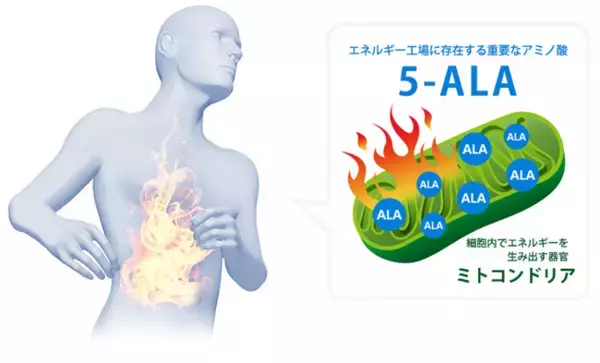 5-ALAリン酸塩の摂取によって高強度運動時の抗酸化能が向上