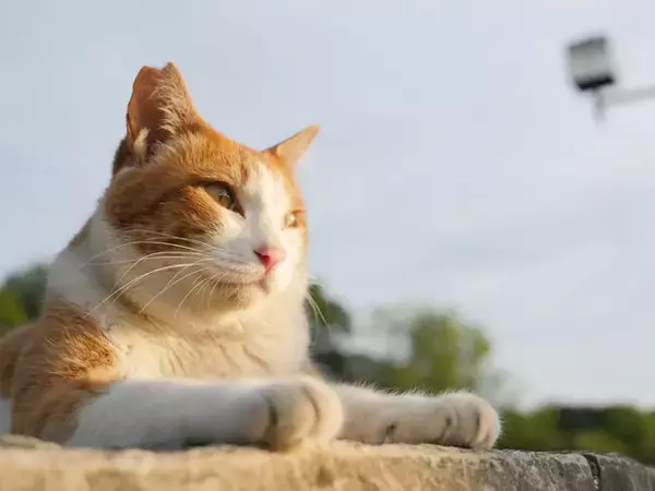 「TNR」に取り組む自治体応援プロジェクト。全国113の自治体に捕獲器605台を寄贈！