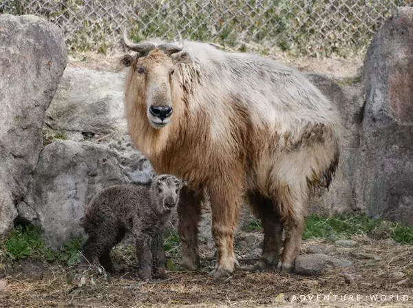 未来へつなぐ、いのちのバトン　７年ぶりにゴールデンターキンの赤ちゃんが誕生しました！