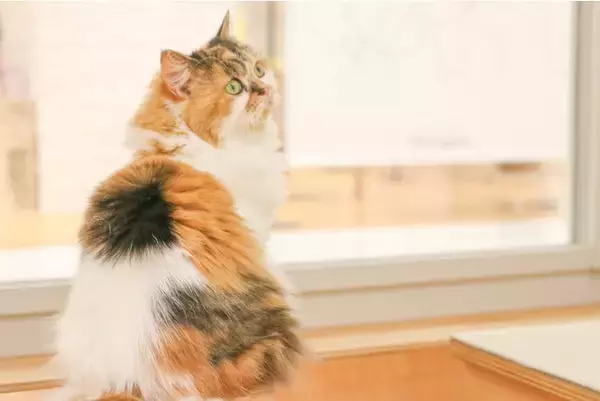 埼玉県初出店！埼玉県久喜市にフランチャイズ1号店猫カフェ『Cat Cafe MOFF モラージュ菖蒲店』OPEN！