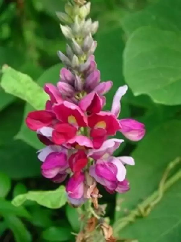 業界初の発見 クズの花に発毛効果!! 近畿大学との共同研究成果が学会誌に掲載