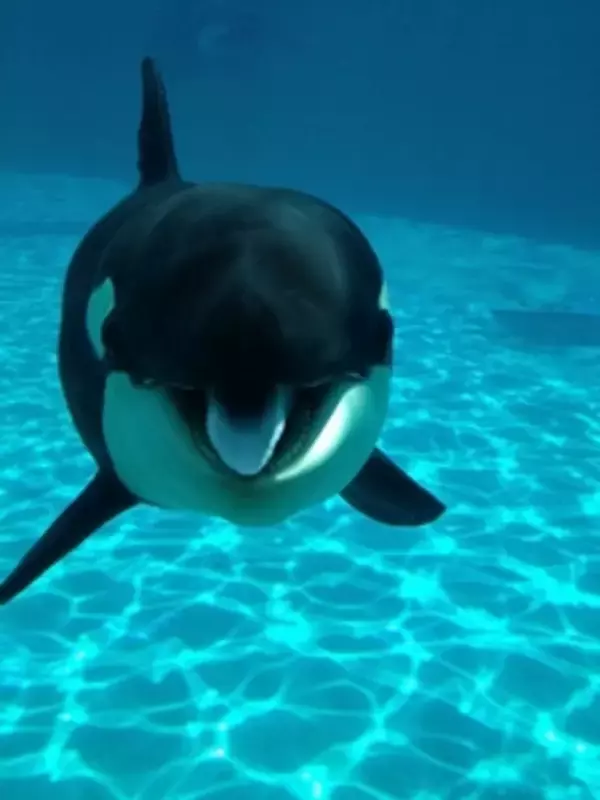 【鴨川シーワールド】海の王者シャチの赤ちゃんが1歳に「ルーナ誕生祭」開催7月1日（月）～9月30日（月）