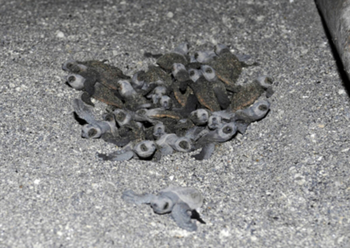 鴨川シーワールド 海亀の浜 に保護されたアカウミガメの卵がふ化 今年最初の子ガメが海へ旅立ちました 14年8月18日 エキサイトニュース