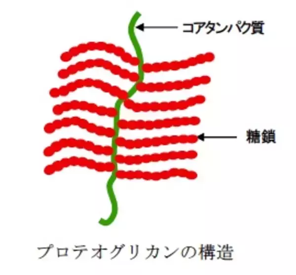 食品に応用できるユニークな新規プロテオグリカン複合体弘前大学とサンスター株式会社が共同開発