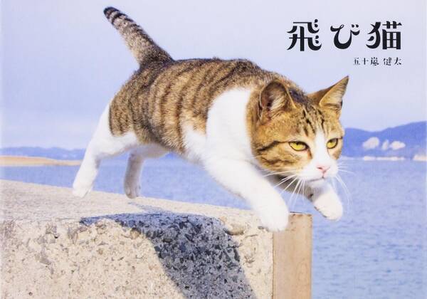 大ヒットねこ写真集 飛び猫 フクとマリモ のカメラマン五十嵐健太 写真展 大阪で開催 16年8月5日 エキサイトニュース