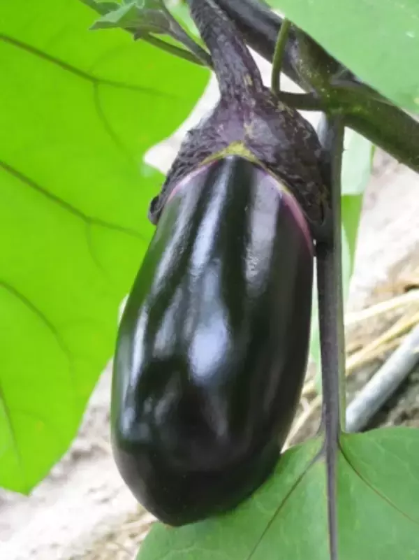 生産量全国1位！高知県産のメインとなる「ナス」の季節到来。高知県産「冬春ナス」が本格出荷開始！エコシステム栽培やオランダ式次世代など施設園芸等先進技術を積極的に導入。