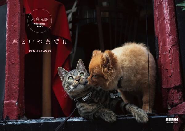 岩合光昭さん撮影の犬 猫カレンダーが 週刊朝日 に特別綴じ込み