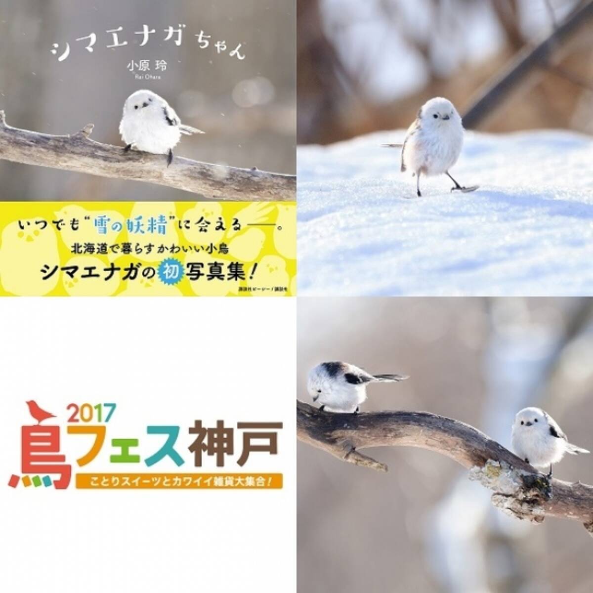 可愛すぎる鳥シマエナガちゃん ことりカフェ 鳥フェス神戸 に登場 17年2月6日 エキサイトニュース