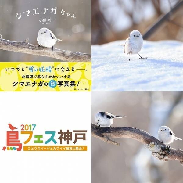 心に強く訴える北海道 鳥 かわいい 日本のイラスト