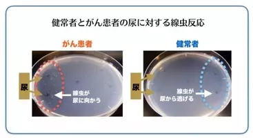 世界初 線虫でがんの検査 ができるn Nose R に健康相談 医師紹介サービスを付帯し取り扱い開始 21年2月24日 エキサイトニュース