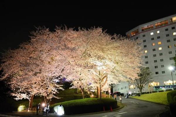 ホテル日航成田 100本の桜を誇るホテル日航成田にて3つの無料 桜 イベント開催 夜桜鑑賞会 夜桜ニンジャ ショー フォトコンテスト 17年3月23日 エキサイトニュース