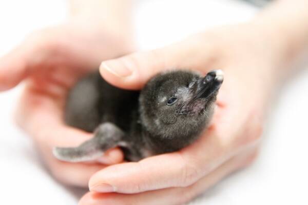 5年連続 東京スカイツリータウン すみだ水族館 でペンギンの赤ちゃんが誕生 誕生記念イベント Happy Penguins を開催 17年4月26日 エキサイトニュース