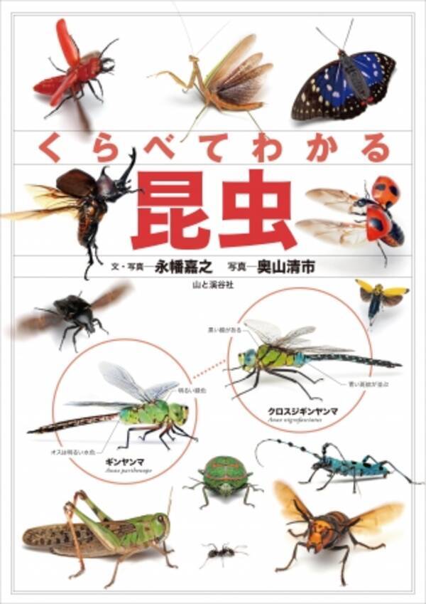 トンボやバッタ ゲンゴロウまで身近な虫 約750種の違いがわかりやすい くらべてわかる昆虫 発売 17年5月26日 エキサイトニュース