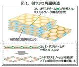 「睡眠不足による肌あれの原因を解明～睡眠不足により失われる角層の“バスケットウィーブ構造”の形成を助ける製剤を開発～」の画像1