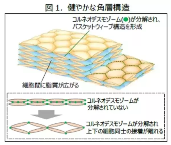 睡眠不足による肌あれの原因を解明～睡眠不足により失われる角層の“バスケットウィーブ構造”の形成を助ける製剤を開発～