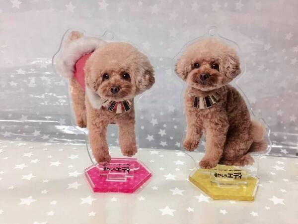 ハワイ と 犬 をテーマにしたイベント One ワン Love ラブ Aloha アロハ 17 にワオが特別ブースを出展 子ども向け知育アプリ ワオっち の無料体験会を開催 17年9月日 エキサイトニュース