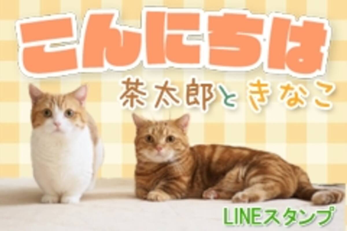 Snsで人気沸騰中 マンチカンの短足兄妹 茶太郎ときなこ Lineスタンプ発売開始 17年10月4日 エキサイトニュース