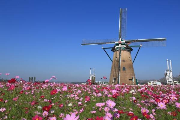 50万本のコスモスと風車が織りなすフォトジェニックな世界 佐倉コスモスフェスタを開催 千葉県佐倉市 10 7 10 22 17年10月6日 エキサイトニュース