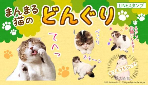 Snsで人気沸騰中 モフモフかわいい まんまる猫の どんぐり Lineスタンプ 着せかえを同時発売 17年10月30日 エキサイトニュース