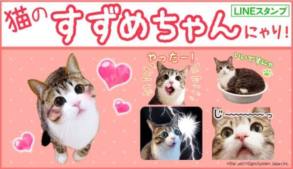 Snsで人気沸騰中 モフモフかわいい猫の すずめちゃん にゃり 初のlineスタンプ配信開始 17年11月13日 エキサイトニュース