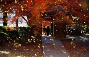 紅葉でにぎわう佐賀県基山町で きやま門前市 開催 2018年11月14日 エキサイトニュース