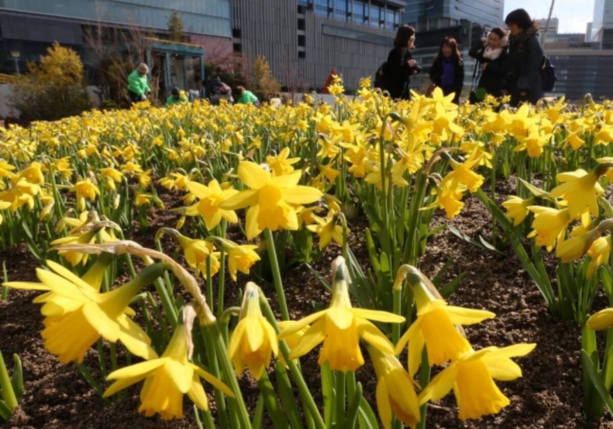 うめきたガーデンで黄色の花畑 新年にスイセン5000株咲き誇る 都会の冬彩る 2月下旬ごろまで見ごろ 2018年1月12日 エキサイトニュース