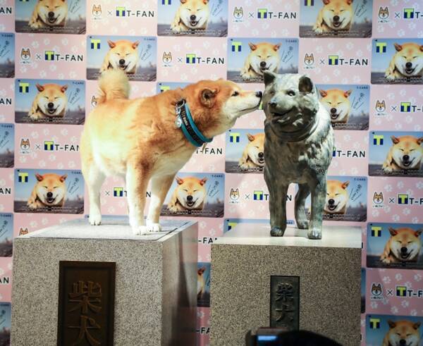 渋谷の新名所 インスタグラムでフォロワー人気no 1犬 柴犬まるがshibuya Tsutayaに期間限定で銅像設置 18年2月14日 エキサイトニュース