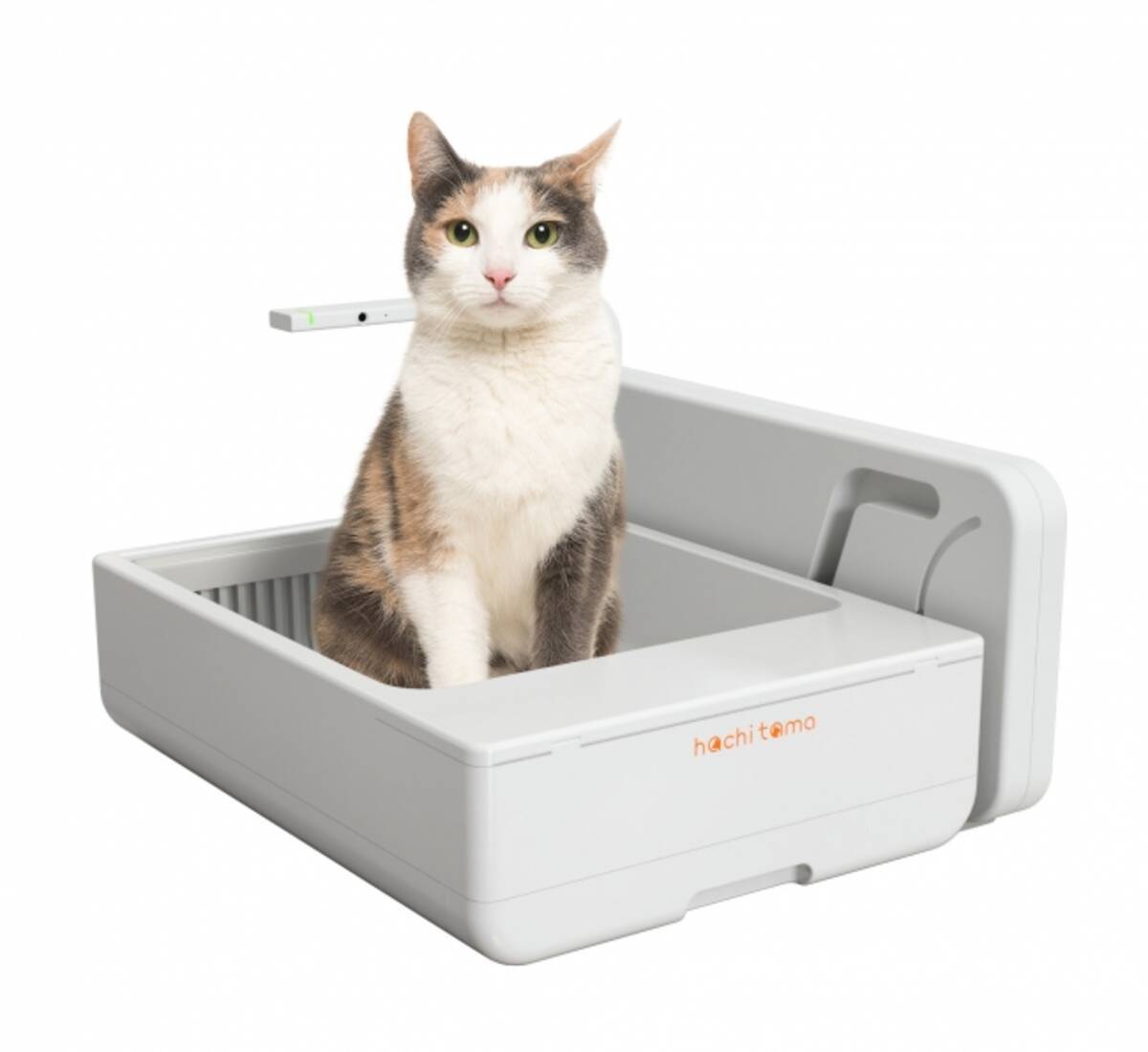 保護ねこが Cto に就任 ねこの日 2 22 18年2月22日 エキサイトニュース 2 3