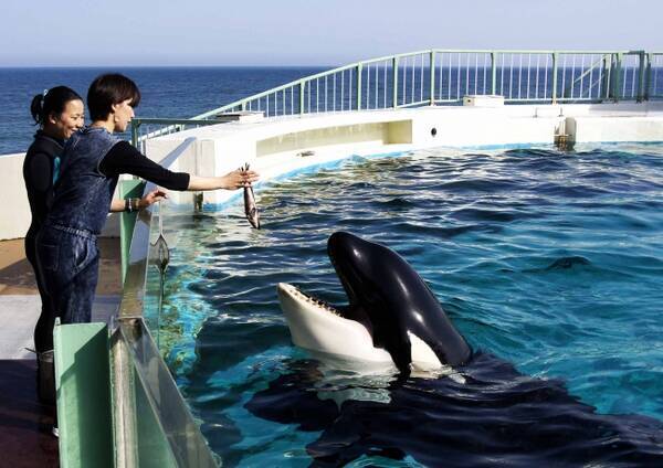 鴨川シーワールド シャチやベルーガとのふれあいからエイ サメへのエサやり体験まで 水族館での 体験したい を詰め込んだ贅沢プラン 満喫体験 満喫宿泊プラン 参加者募集 18年4月5日 エキサイトニュース 鴨川シーワールド シャチやベルーガとのふれあいからエイ サメへのエサやり体験まで 水族館での 体験したい を詰め込んだ贅沢プラン 満喫体験 満喫宿泊プラン 参加者募集 18年4月5日 エキサイトニュース