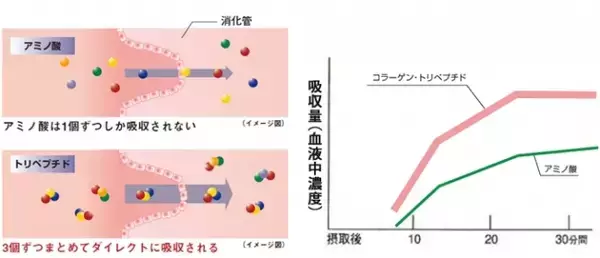 ゼライス社中央研究所と横浜市立大学皮膚科が共同で「コラーゲン・トリペプチドのアトピー性の炎症に対する効果」と「アトピー性皮膚炎に対するコラーゲン・トリペプチドの臨床検討」を発表