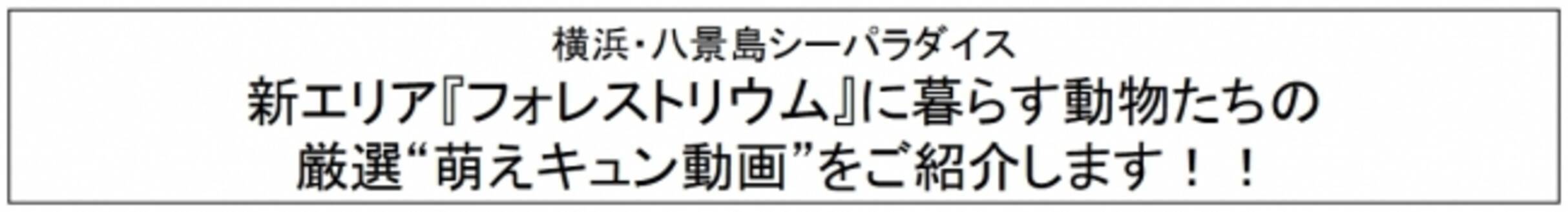 横浜 八景島シーパラダイス 横浜 八景島シーパラダイス新エリア フォレストリウム に暮らす動物たちの厳選 萌えキュン動画 をご紹介します 18年8月7日 エキサイトニュース