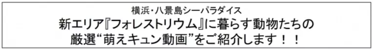 横浜 八景島シーパラダイス 海の動物たちもお正月気分 新春イベント ２０２０年１月１日 水 祝 19年12月27日 エキサイトニュース