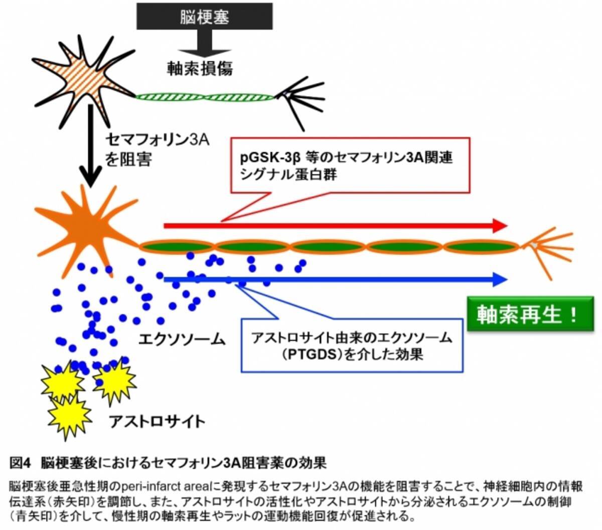 脳梗塞モデルラットの神経再生と運動機能回復に成功 18年9月11日 エキサイトニュース