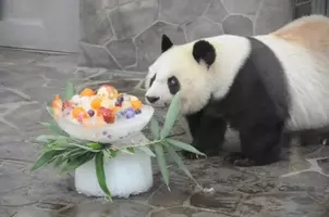 神戸の王子動物園のジャイアントパンダ タンタン の写真を募集 1000枚以上集まれば写真集を出版します 19年9月19日 エキサイトニュース