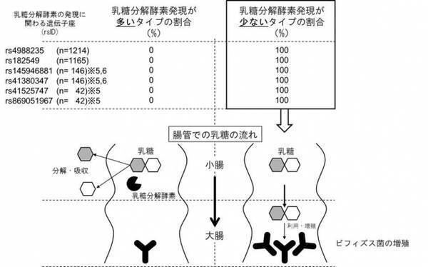 森永乳業 ｄｅｎａライフサイエンス 日本人にビフィズス菌が多い理由に乳糖分解酵素の遺伝子型が関与している可能性を確認 18年10月23日 エキサイトニュース