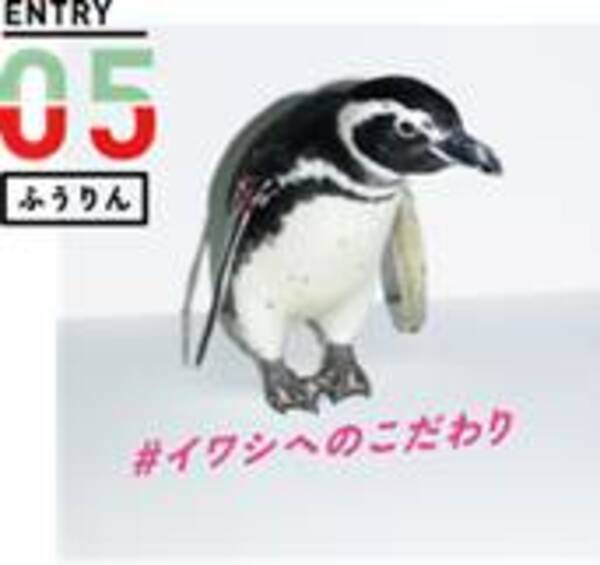 オリックス水族館 会いにいけるアイドルペンギンユニットの初代センターが決定 すみだ水族館 ふうりん と京都水族館 まる が栄冠に輝く 18年11月21日 エキサイトニュース