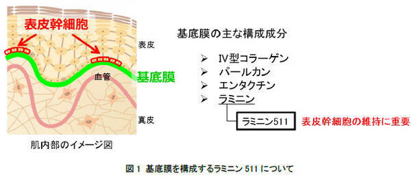 資生堂 あらゆるお客さまが 肌の若返り に近づく 新規有用成分を開発 基底膜の分解を抑制し 明らかな肌質改善効果を確認 18年11月26日 エキサイトニュース