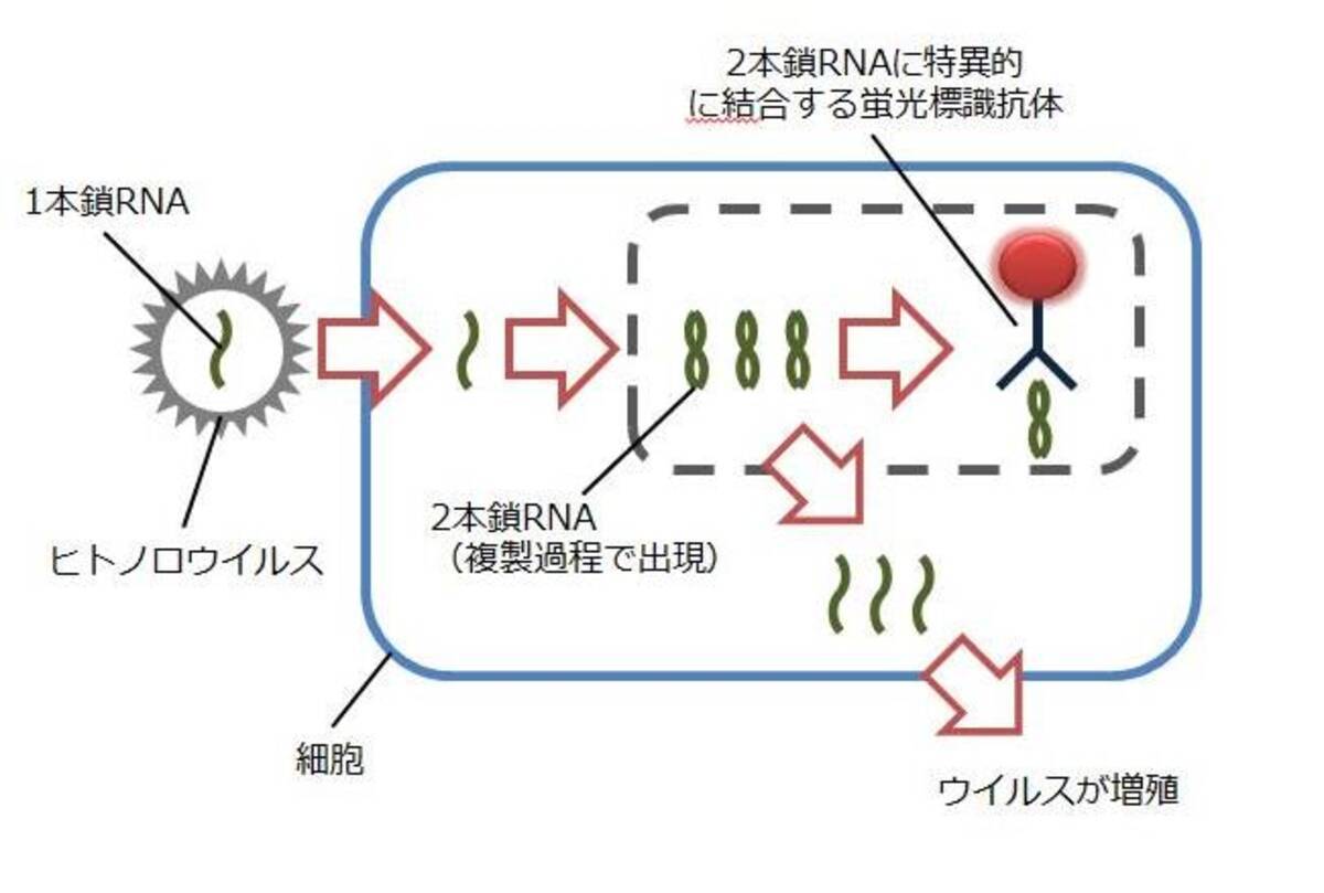 ラクトフェリンがヒトノロウイルスのヒト細胞への感染を抑制することを観察 18年12月10日 エキサイトニュース