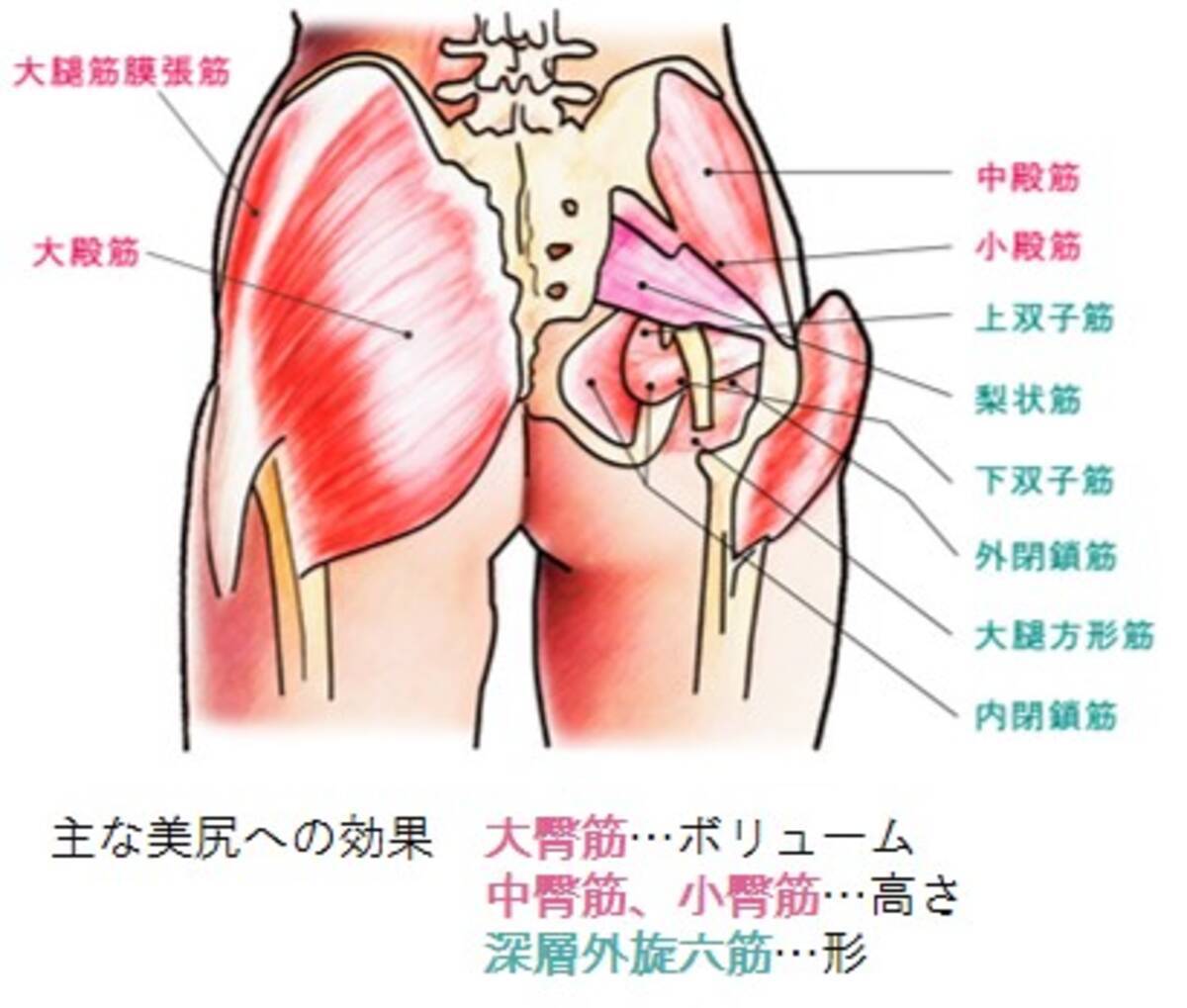 ヒップラインを下垂させるのは 冷え尻の筋肉 19年1月11日 エキサイトニュース