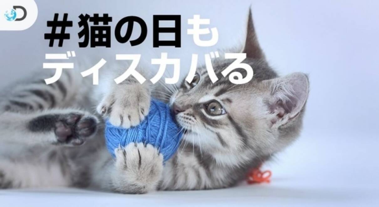 2月22日 ディスカバリーチャンネルのyoutubeで 猫の日 を展開 19年2月18日 エキサイトニュース