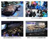 「幻の巨大サメの全身骨格標本にふれて大きさを体感しよう！海の生き物教室「謎多きメガマウスザメ」開催」の画像1