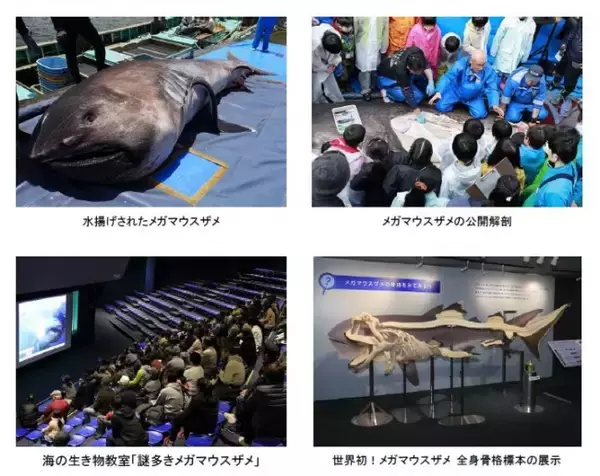 幻の巨大サメの全身骨格標本にふれて大きさを体感しよう！海の生き物教室「謎多きメガマウスザメ」開催